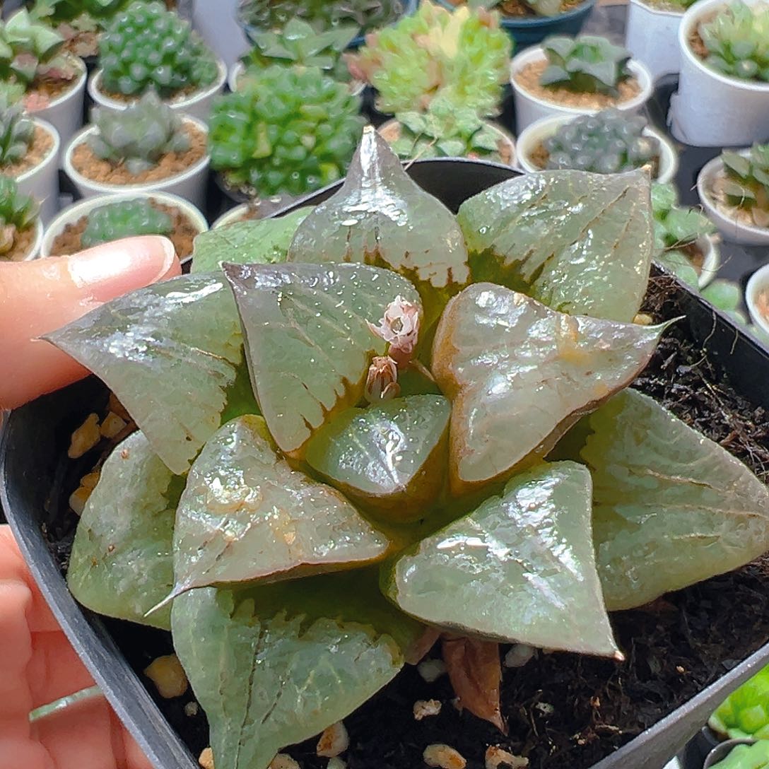 5977多肉植物一颗多肉