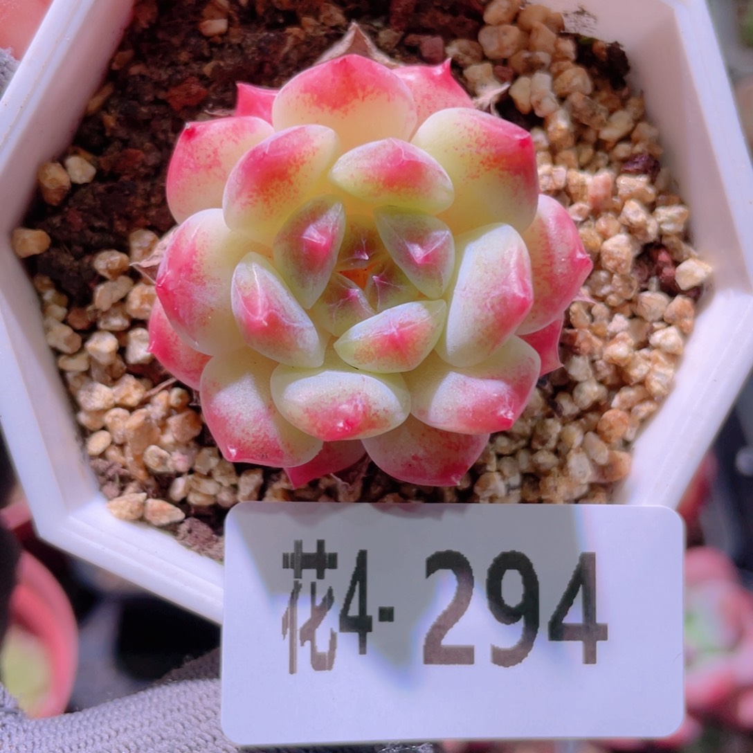 花利美4-294秘境冰魄