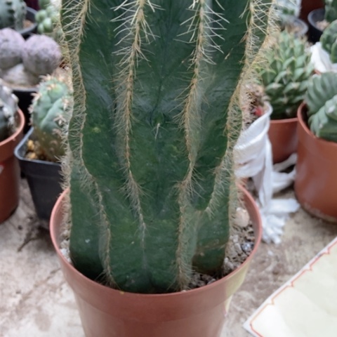 银光仙人球仙人球20米