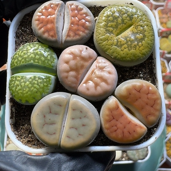 宋****生石花111112。  89