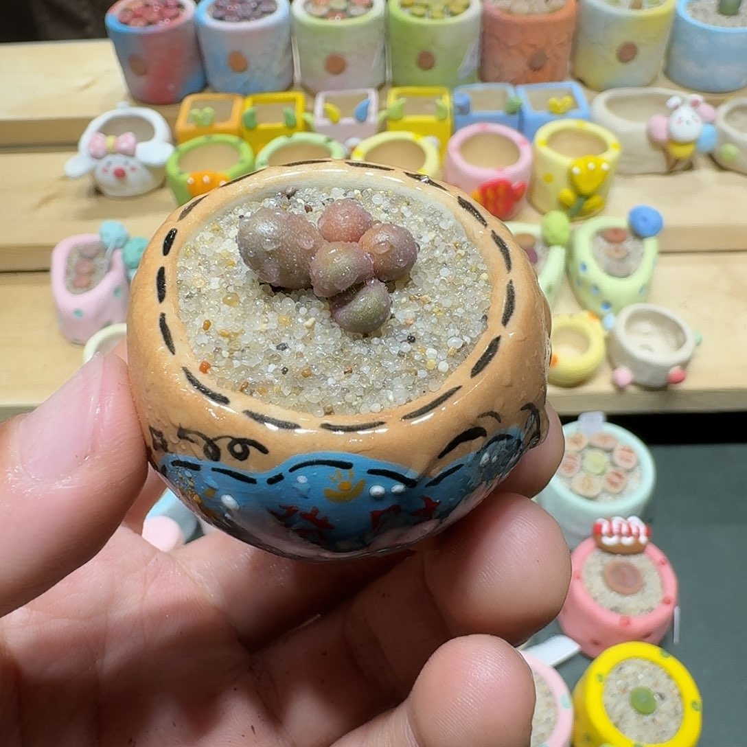 红陶蘑菇435紫葡萄