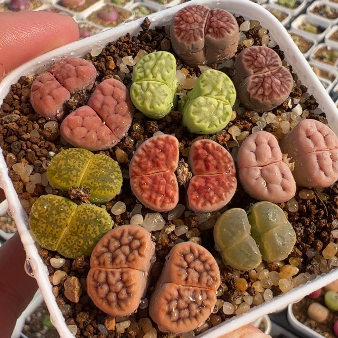 145多肉植物百科