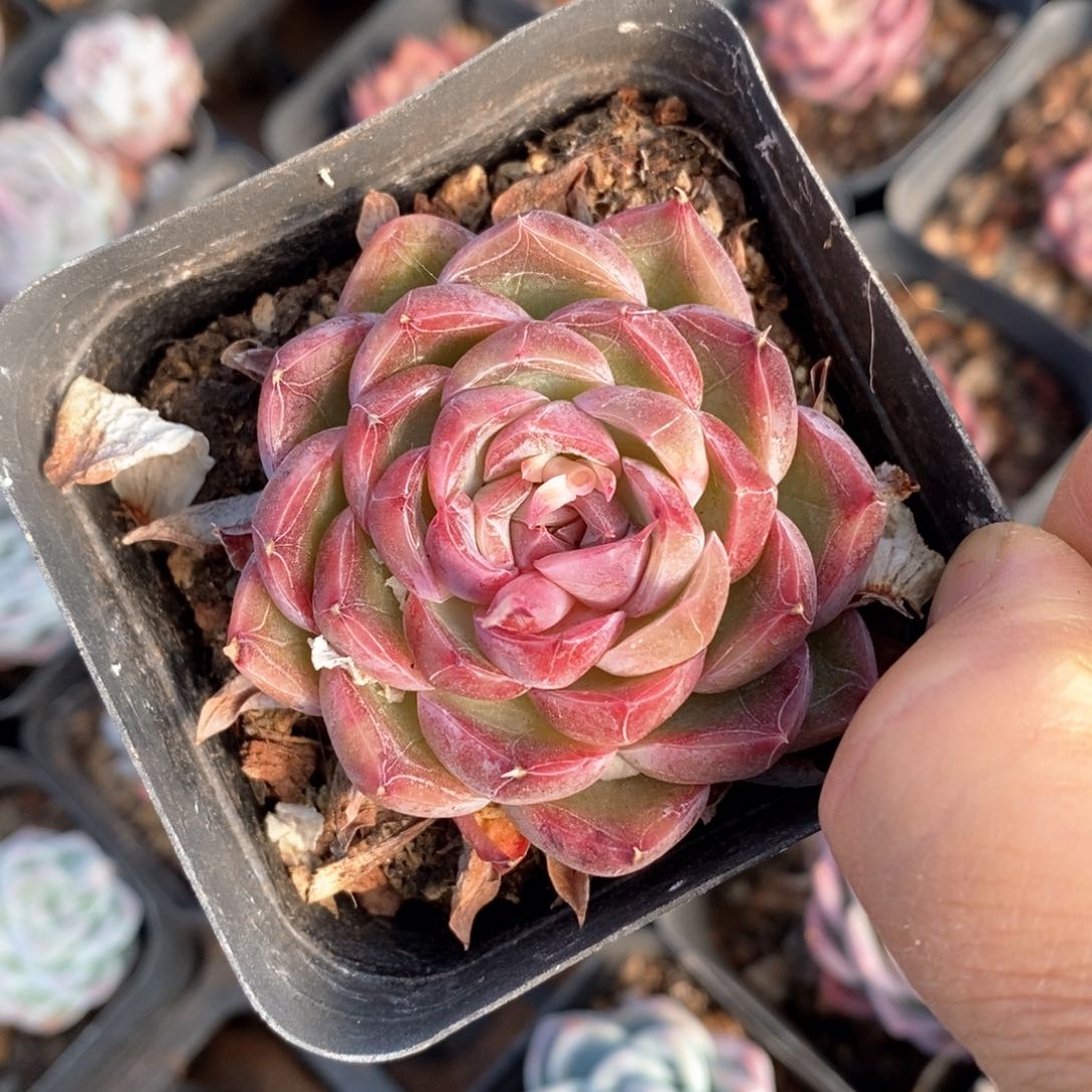 精品多肉一物一板不包整413