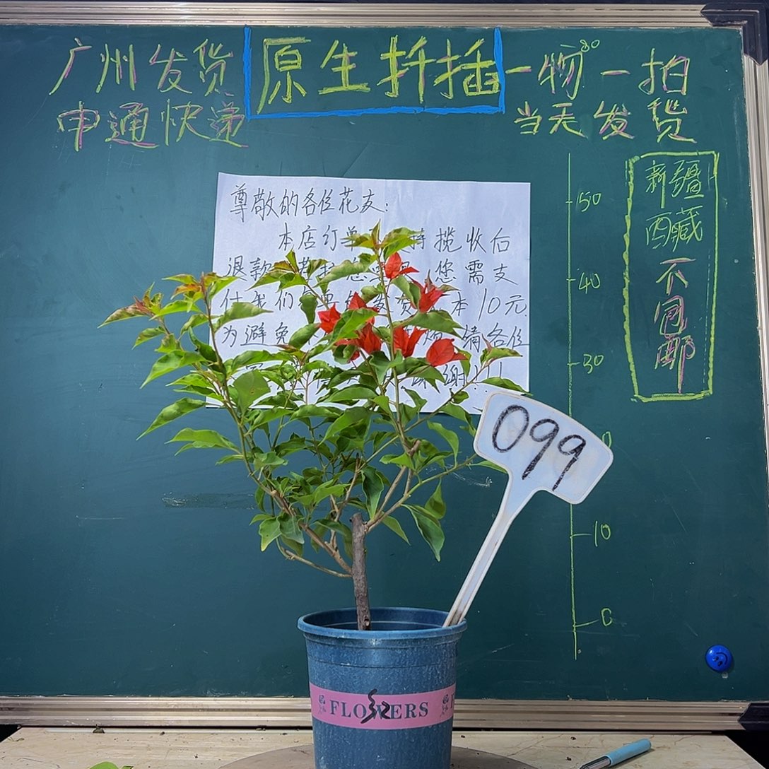 当前无花栽培后可以开花下播  热火桑巴  099