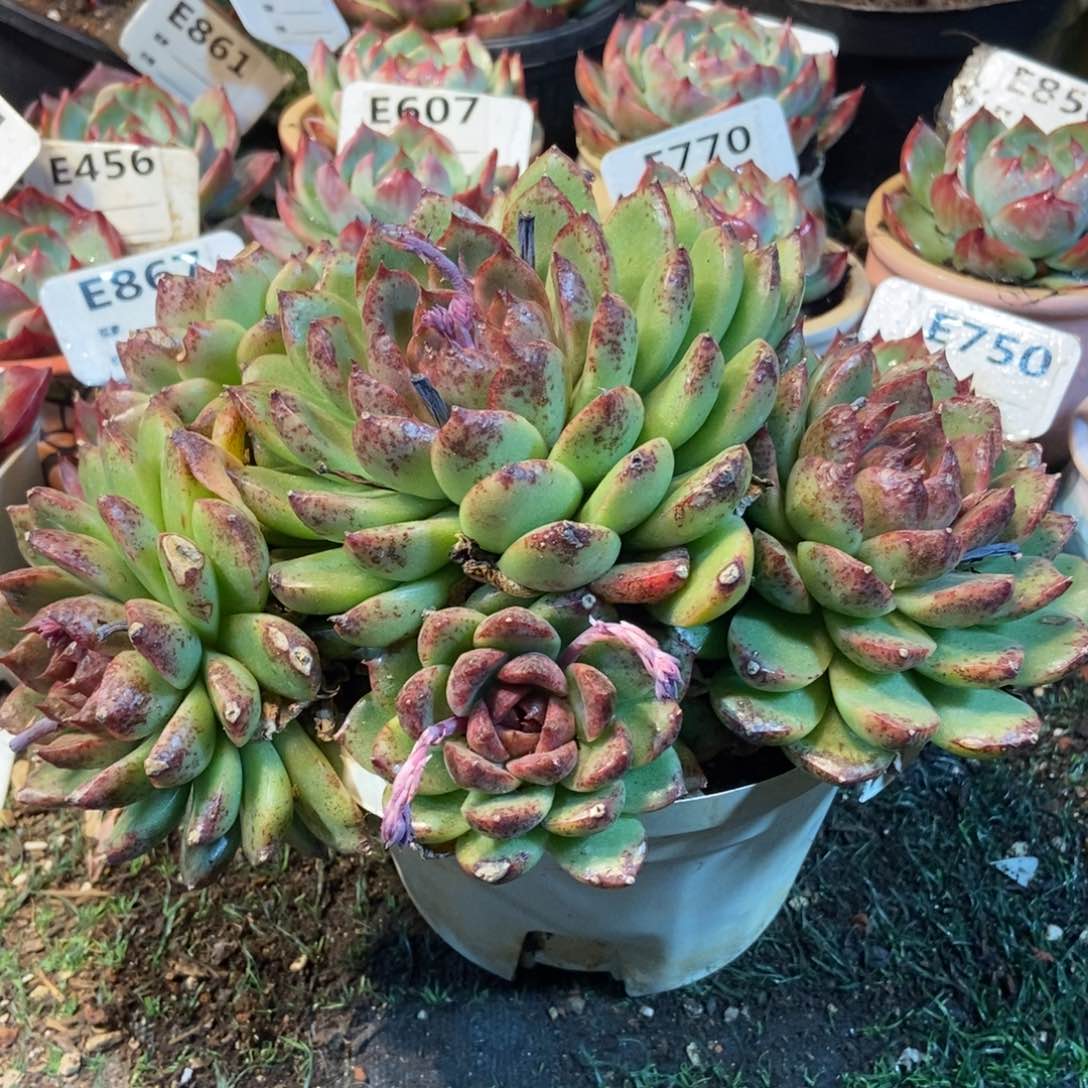 黑水晶多肉植物保护