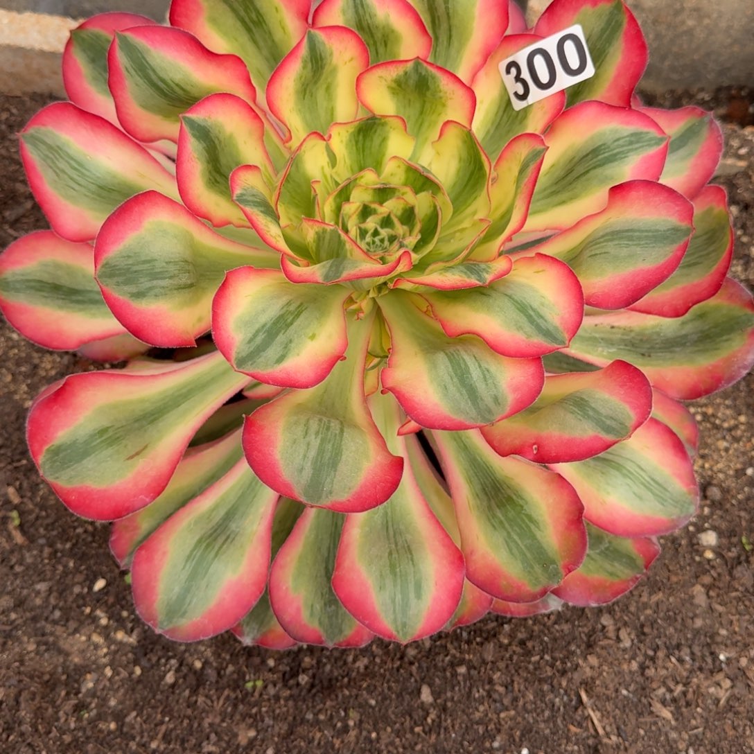 用***子300多肉植物爱丽丝多肉