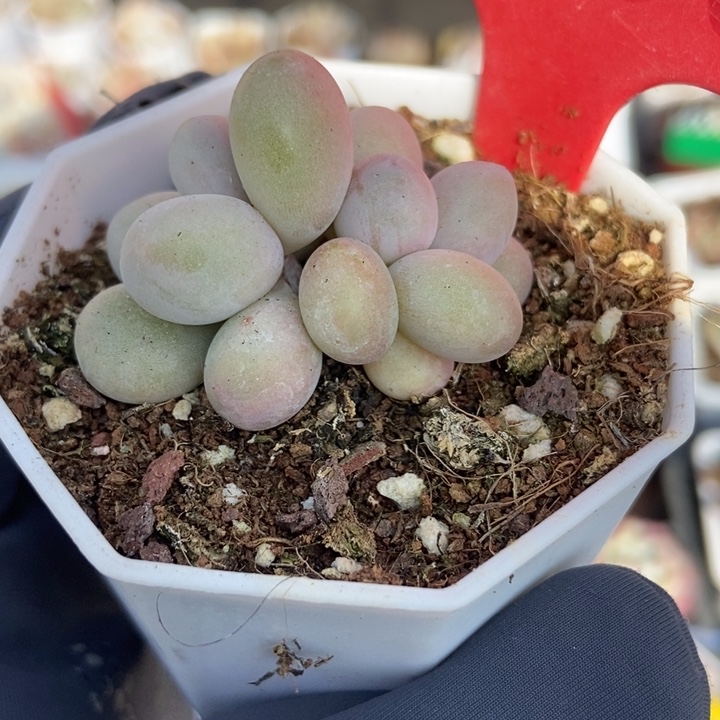 1966彩虹奶多肉植物保护