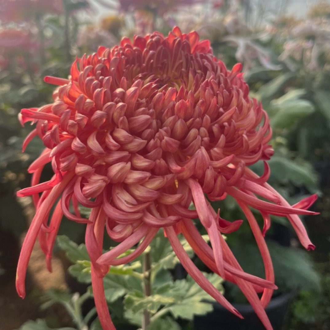 (极乐殿)九月菊原盆原土发货适合阳台庭院种植好养易活菊花