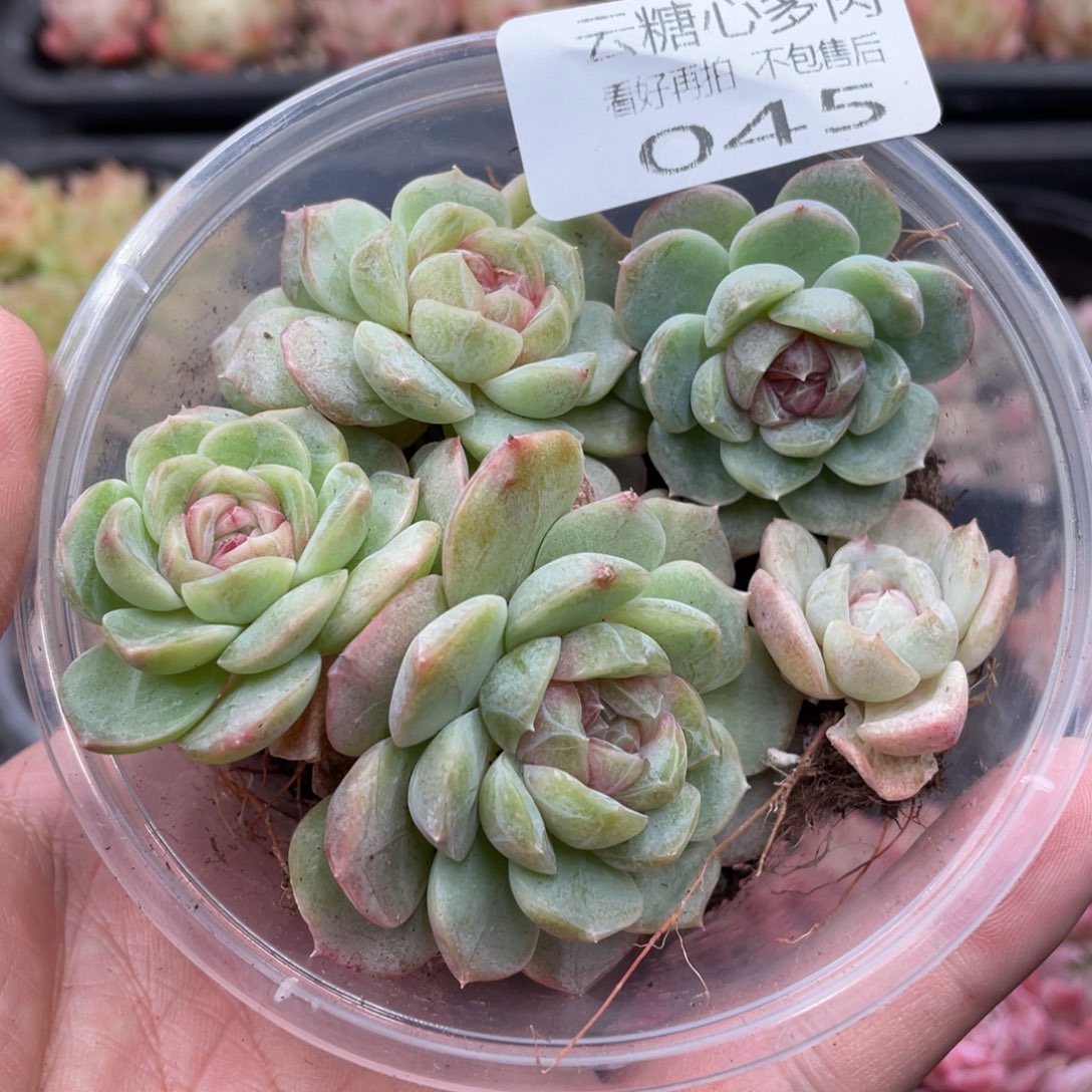 云糖心多肉植物45