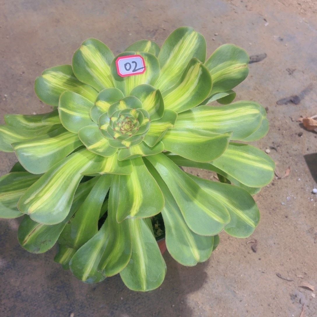 法师多肉大颗暴君02