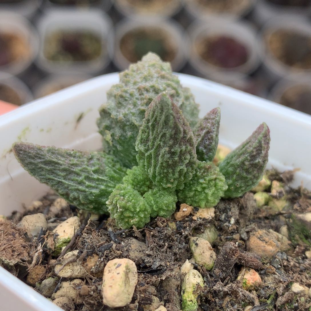 实生新品水泡 高颜值