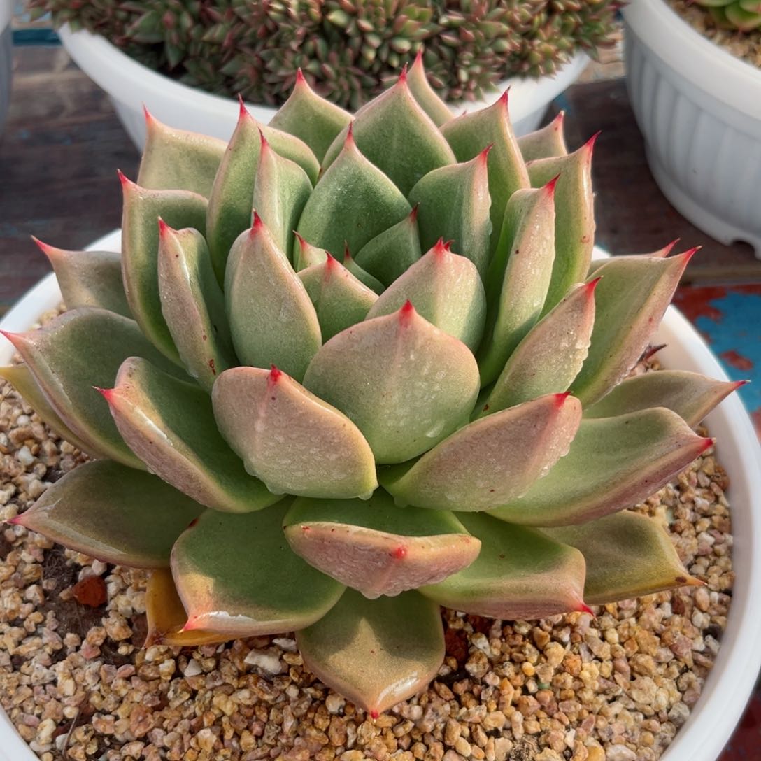 多肉植物一物一拍