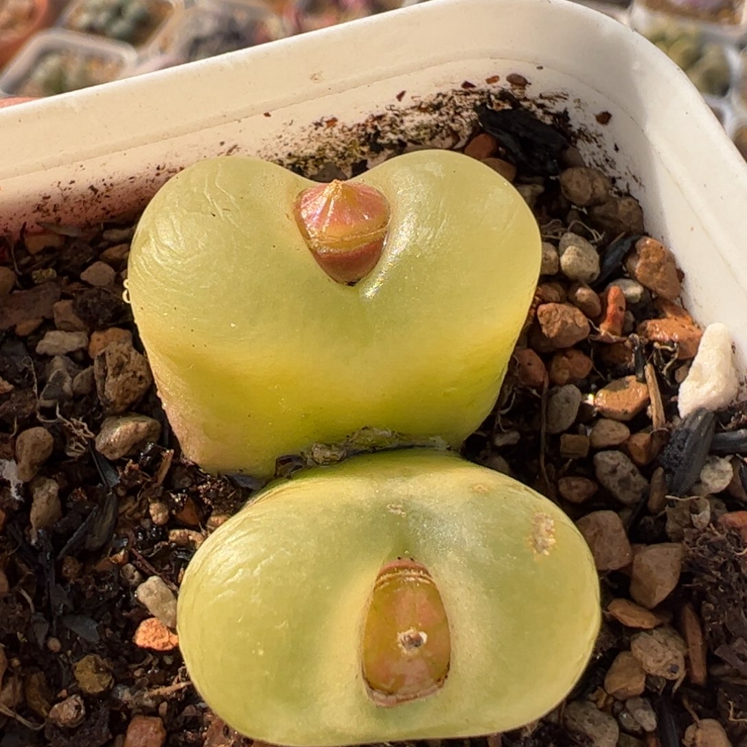 472多肉植物百科