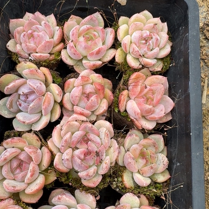 2-9大一点珍妮十五颗量拍发货