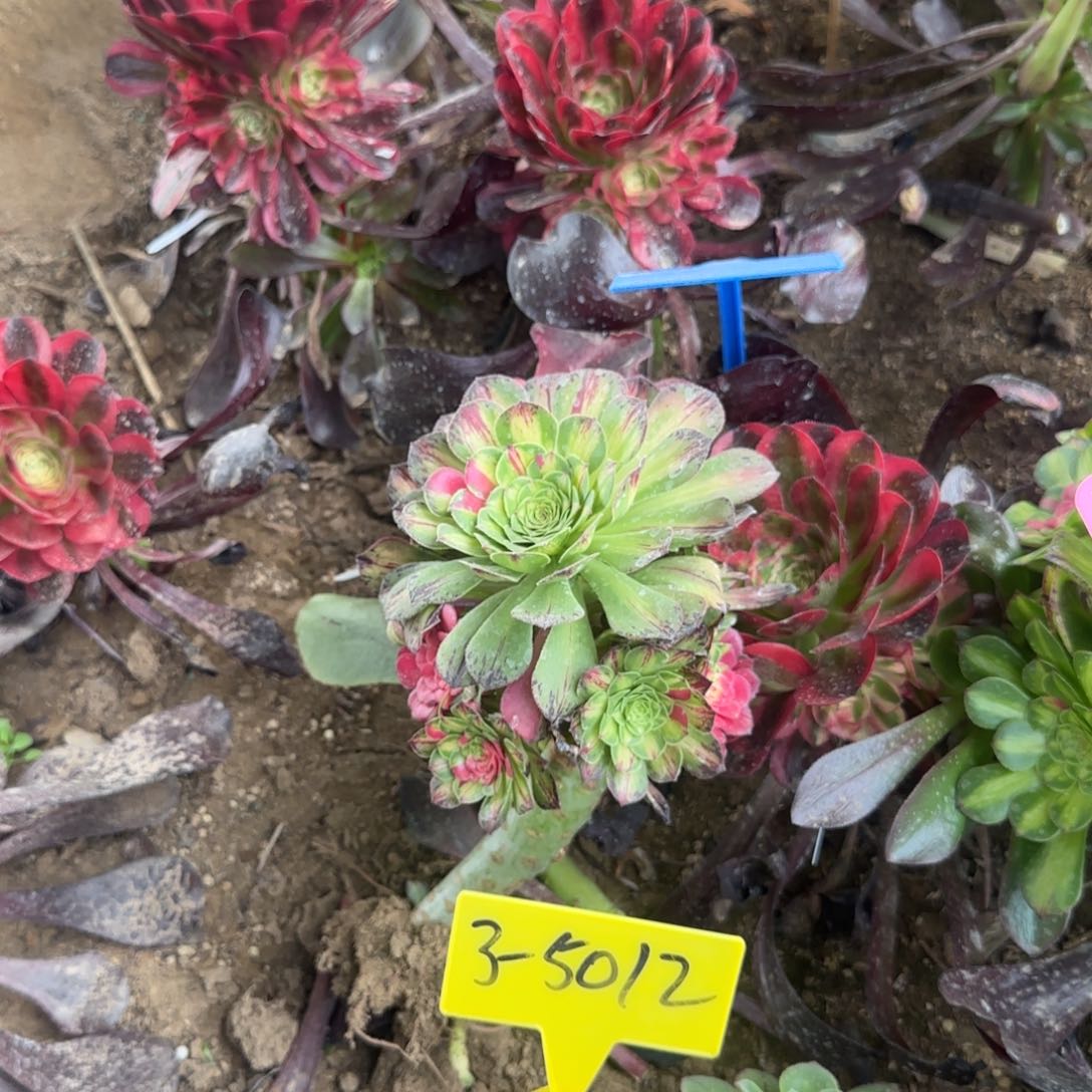 3-5012+++知否。知否？知否