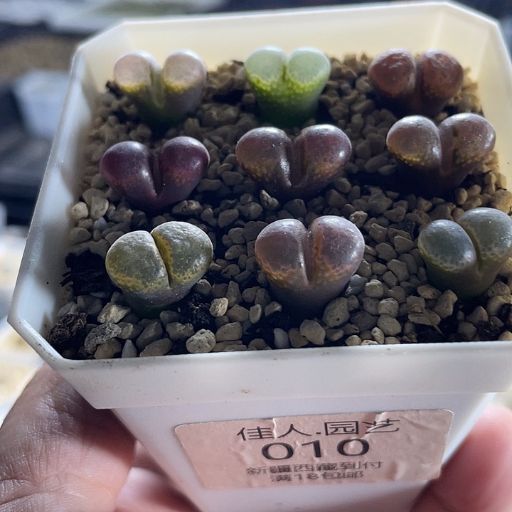 佳人园艺多肉福利款风铃010