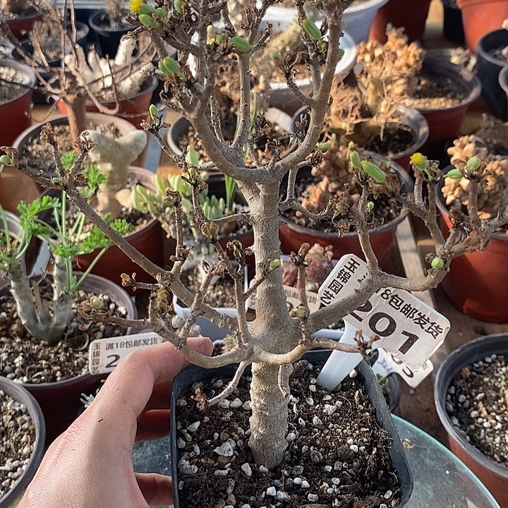 201枝干厚敦菊带花苞