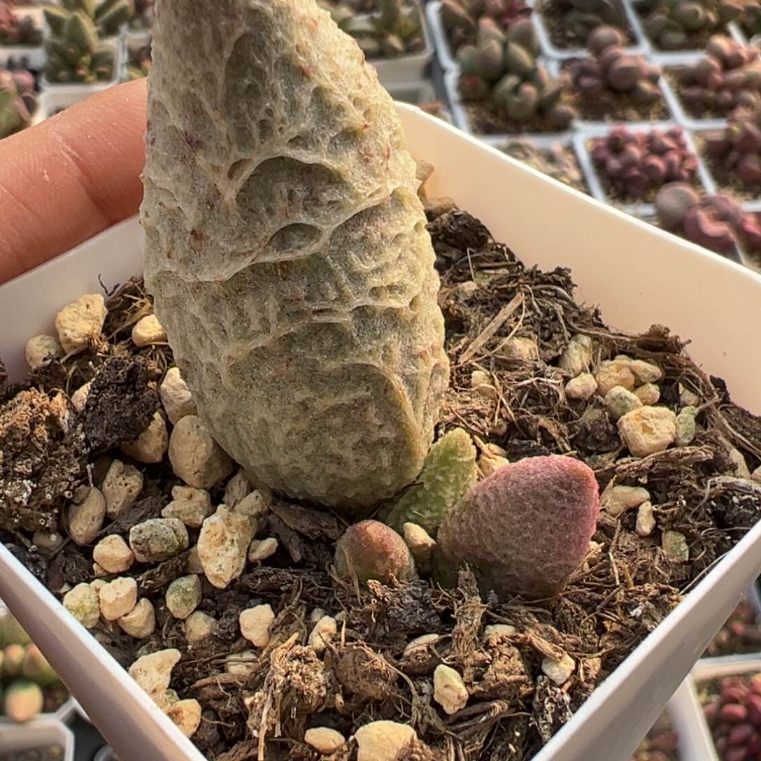融冰多肉植物水泡