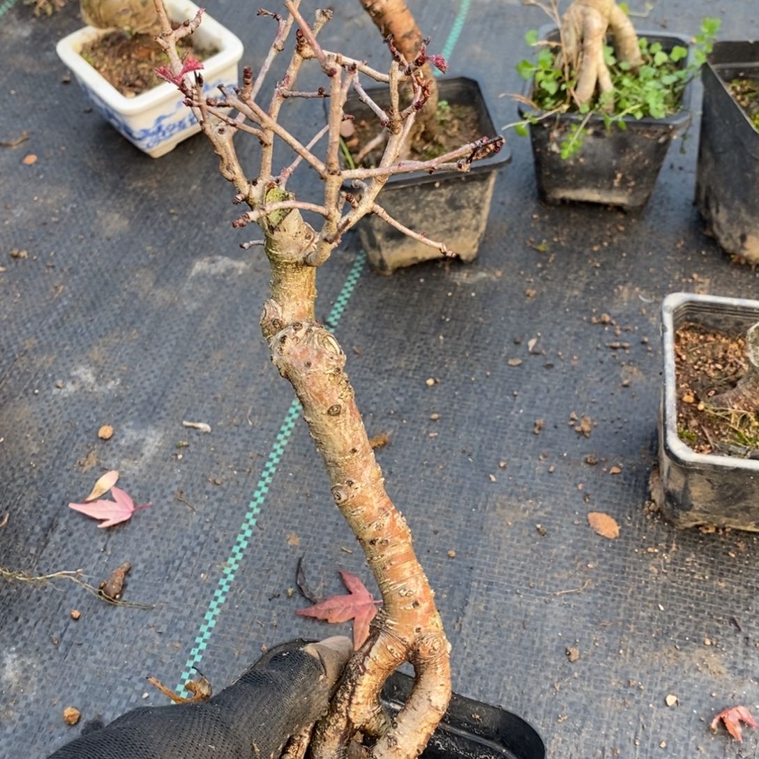 高***！无花朵盆景盆景25