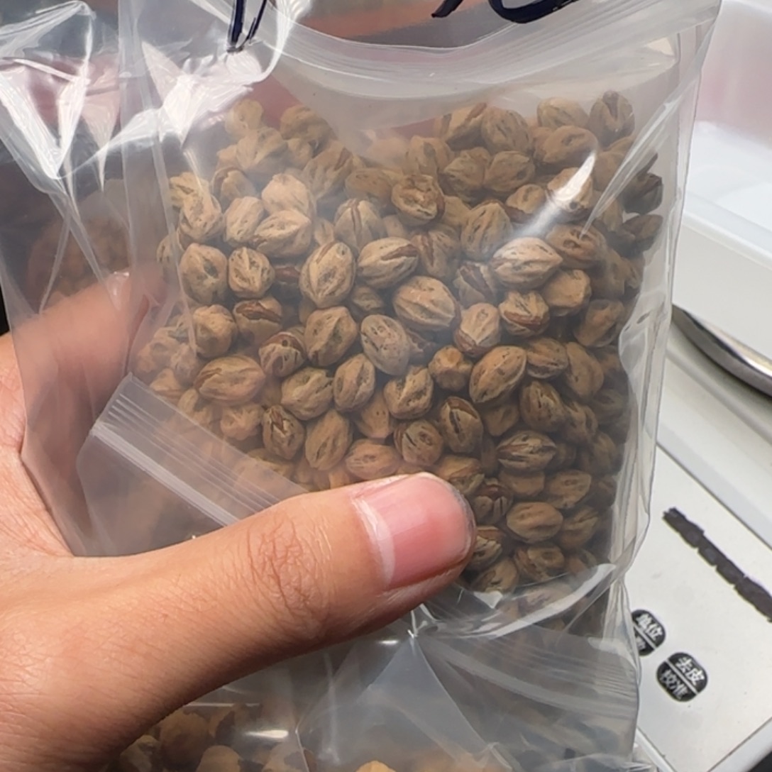 ****愿柏香籽/百香籽吊坠