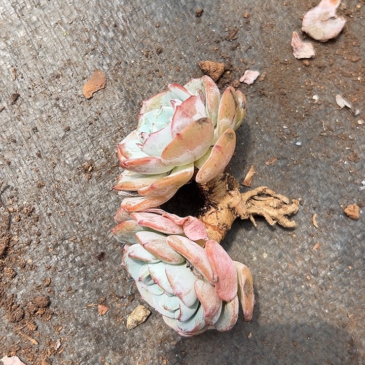 无花朵勃朗峰。        