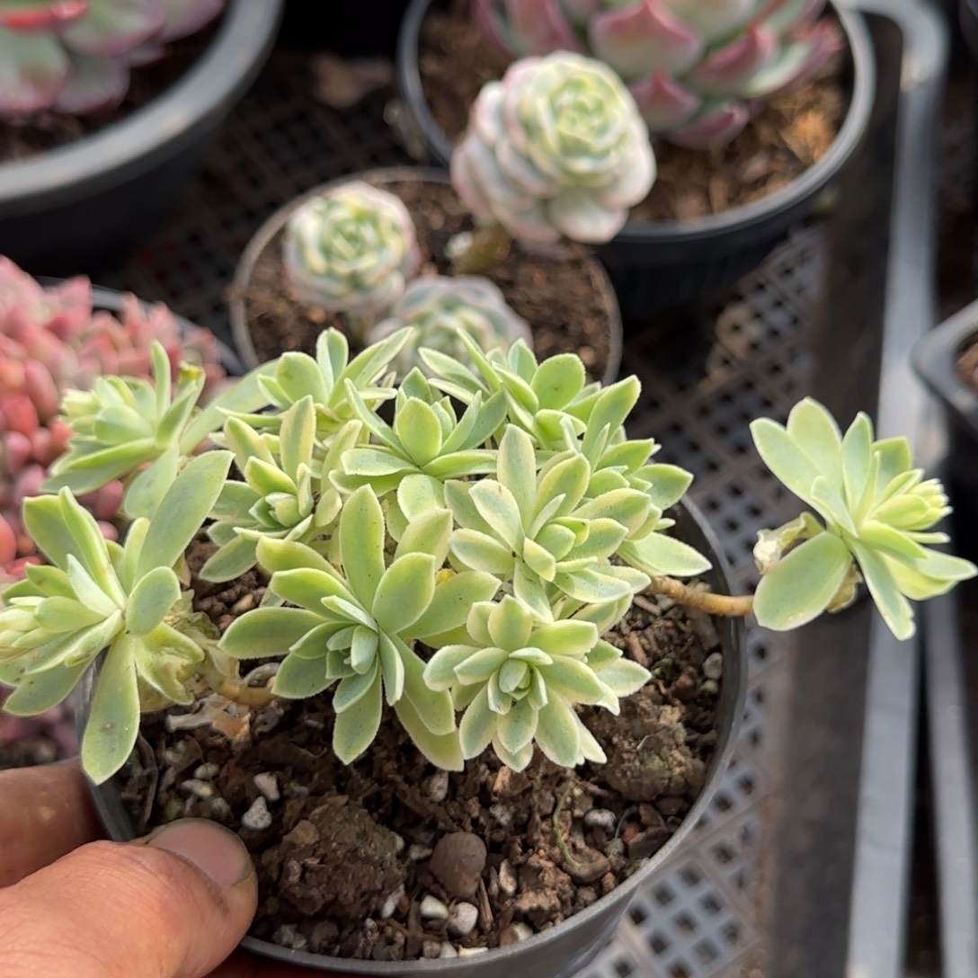 波化妆锦多肉葡萄多肉