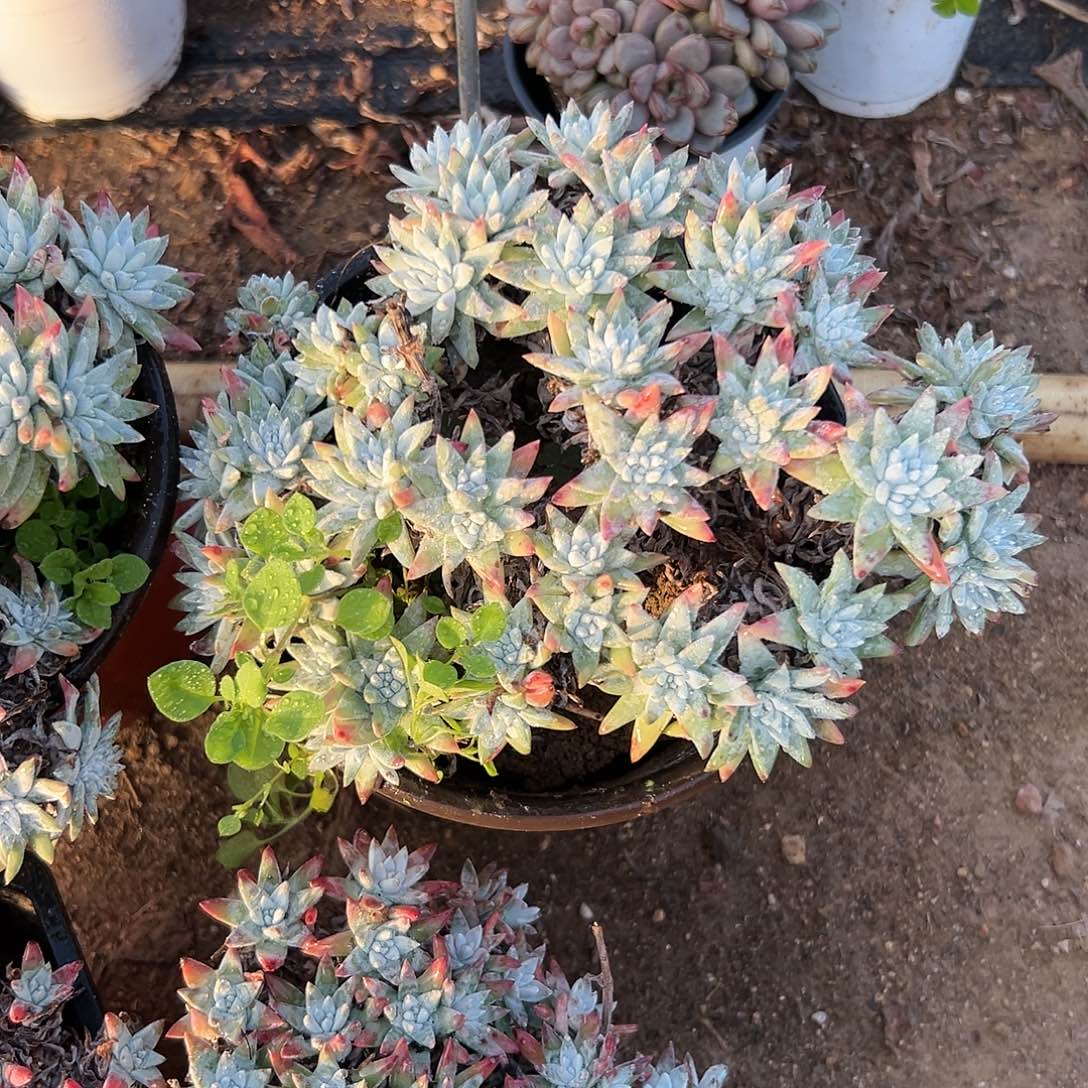 多肉植物白菊老庄