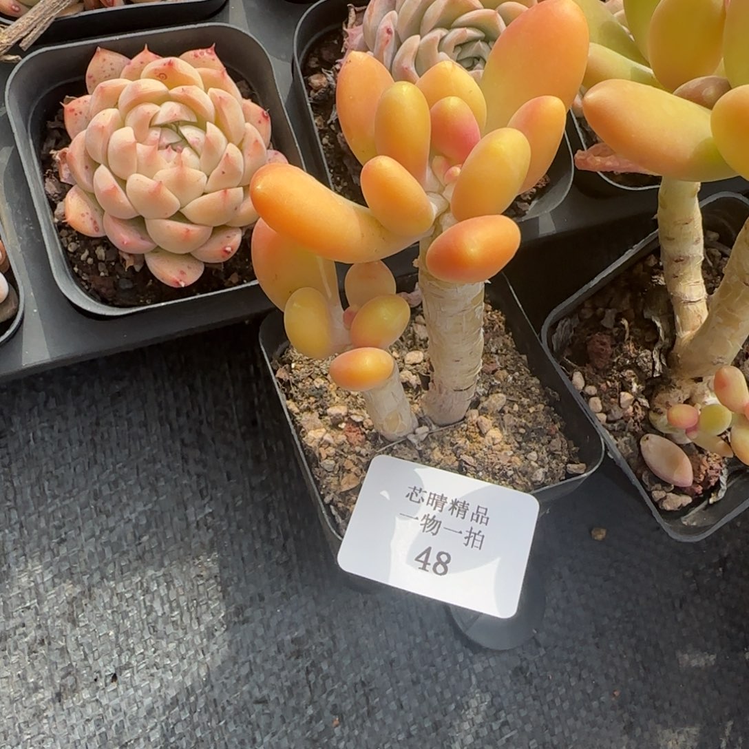 大*ᵃ闪购精品多肉48号