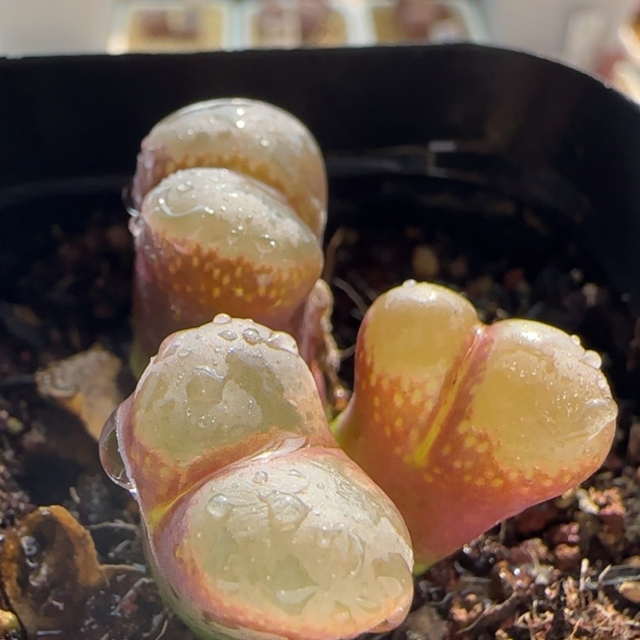 【闪购商品】0912 福利群生红风铃