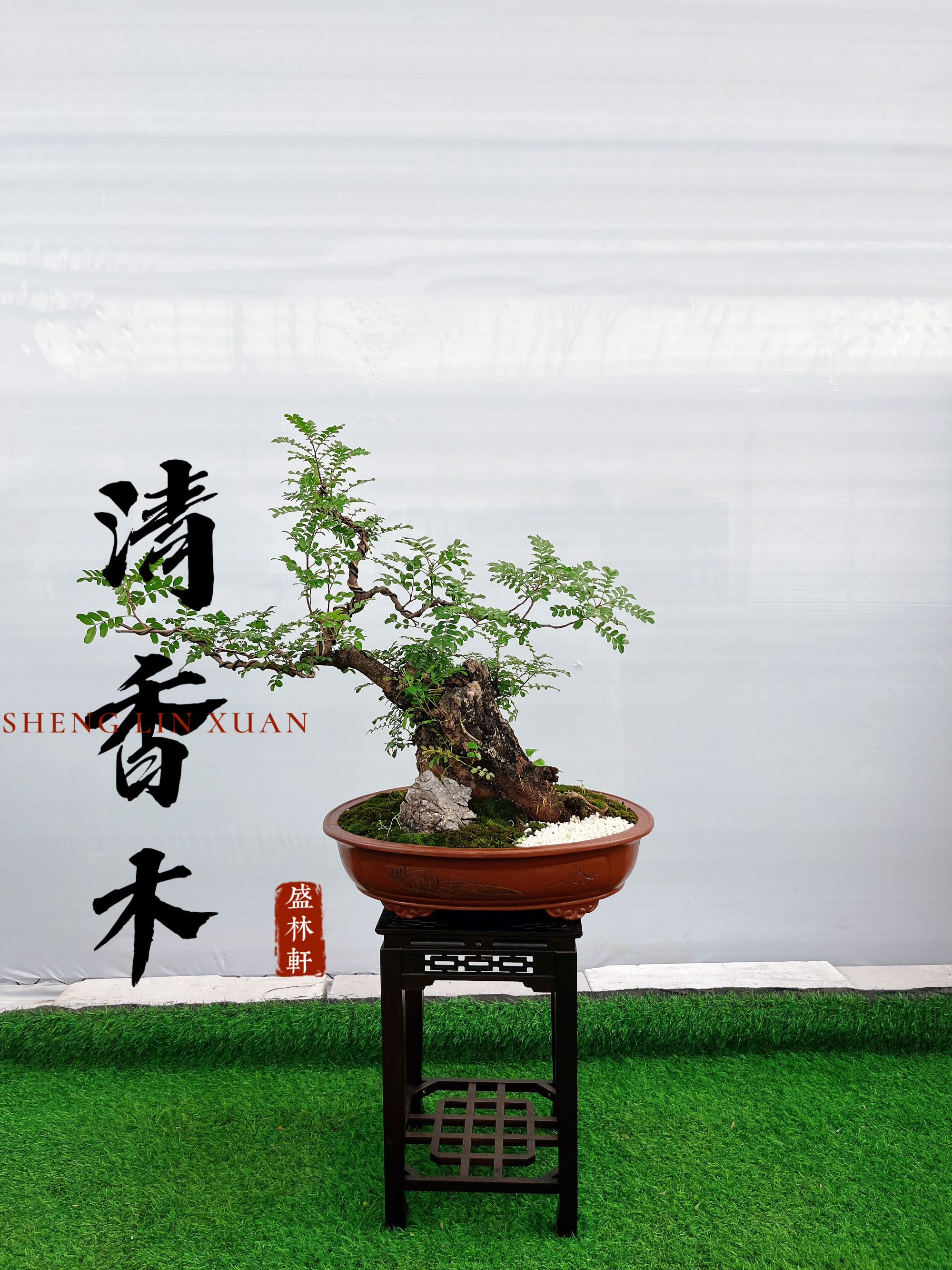 【怪桩高端造型清香木】盆景室内外好养盆栽绿植美观茶室客厅阳台