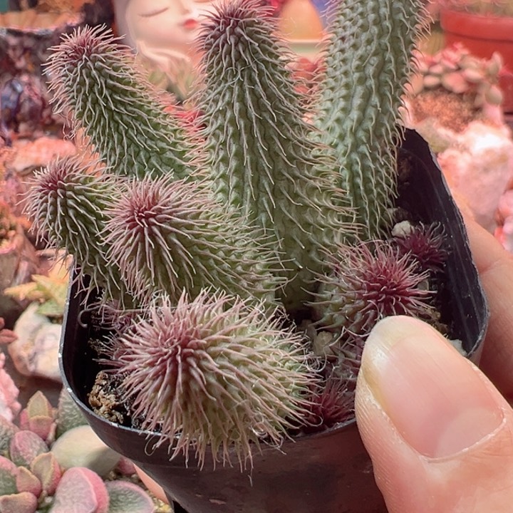 可以说是我的最爱了呀