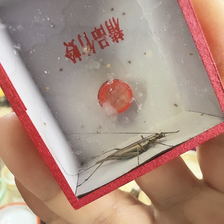 紫竹连口2只啊啊啊啊啊