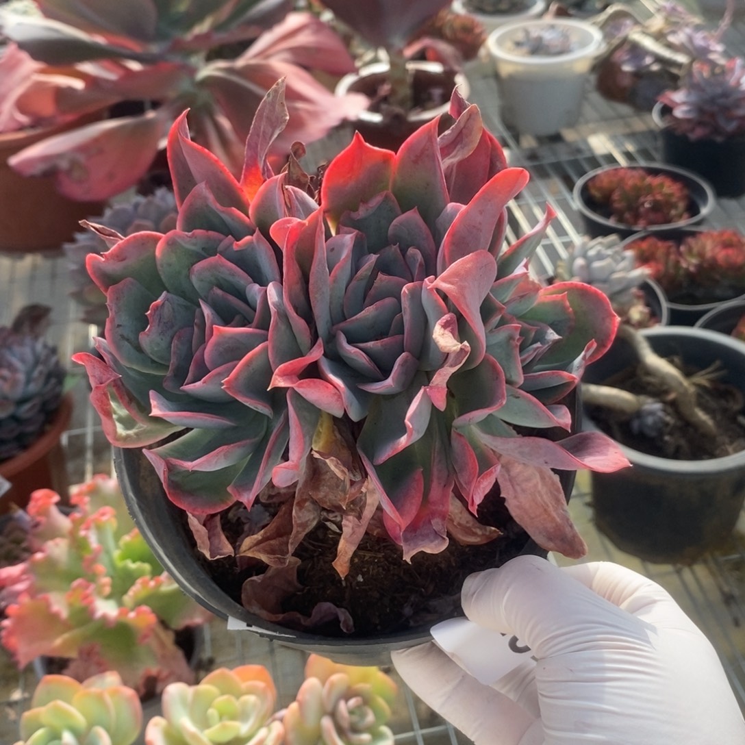 3429绮罗仙子一物一拍
