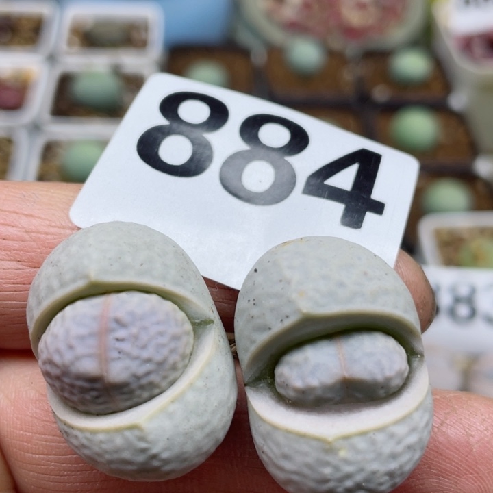 884高尔夫2.9cm两颗