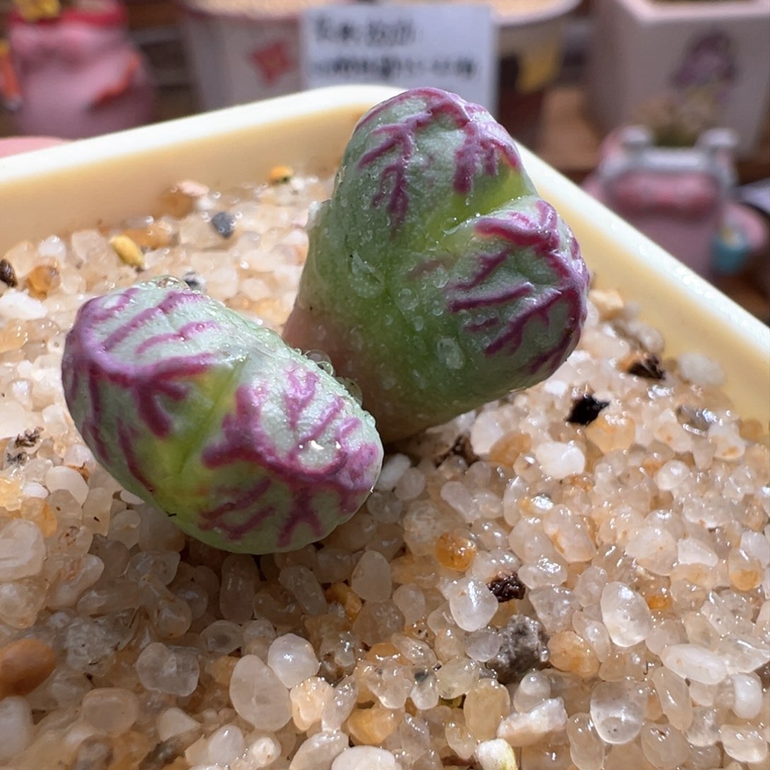 713。优选送奶 少将杂