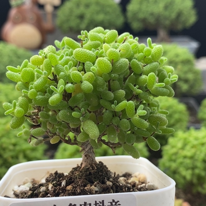 蜜橘糖球8103枝干番杏