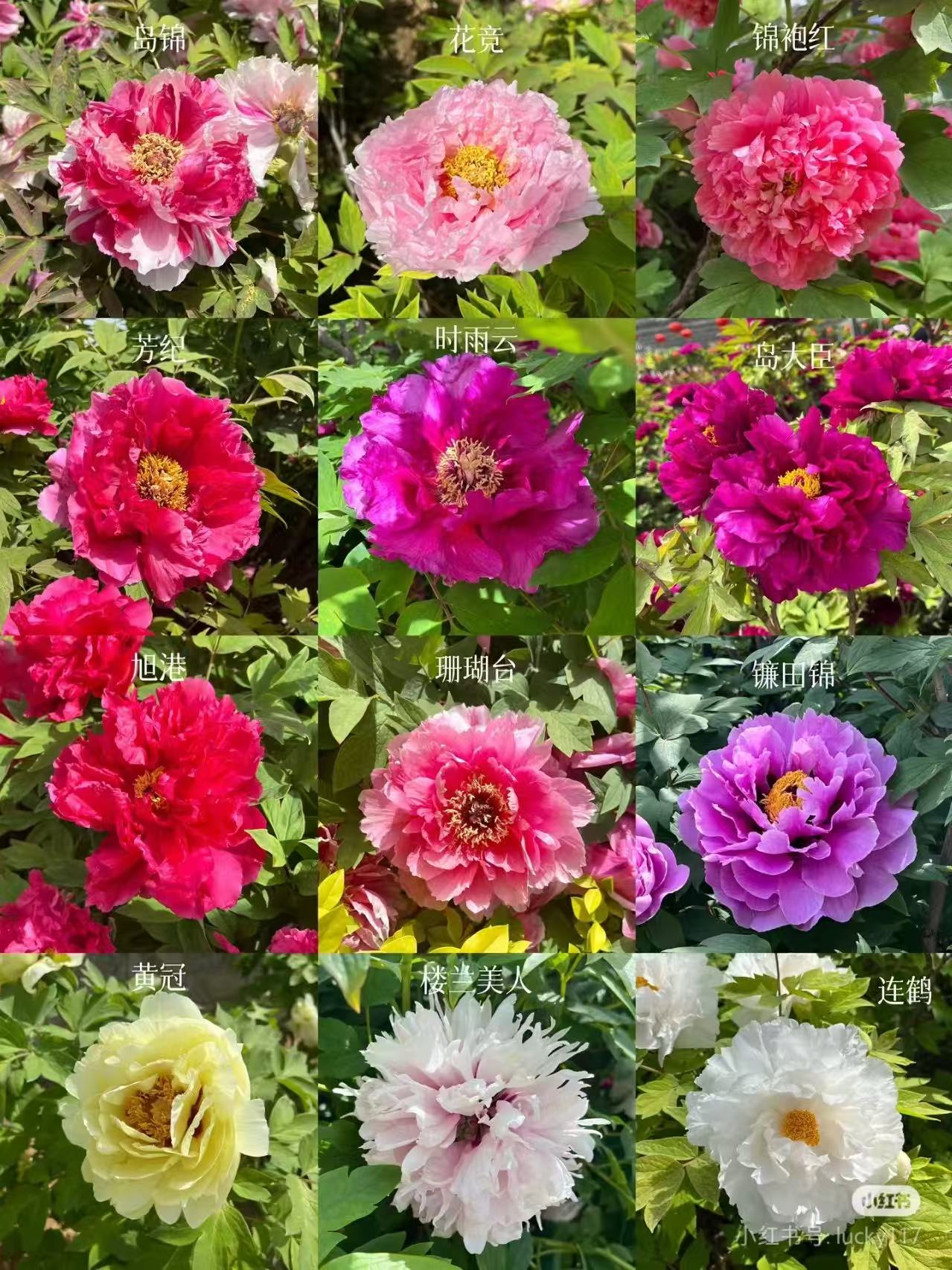 【一物一拍】洛阳牡丹现货现发