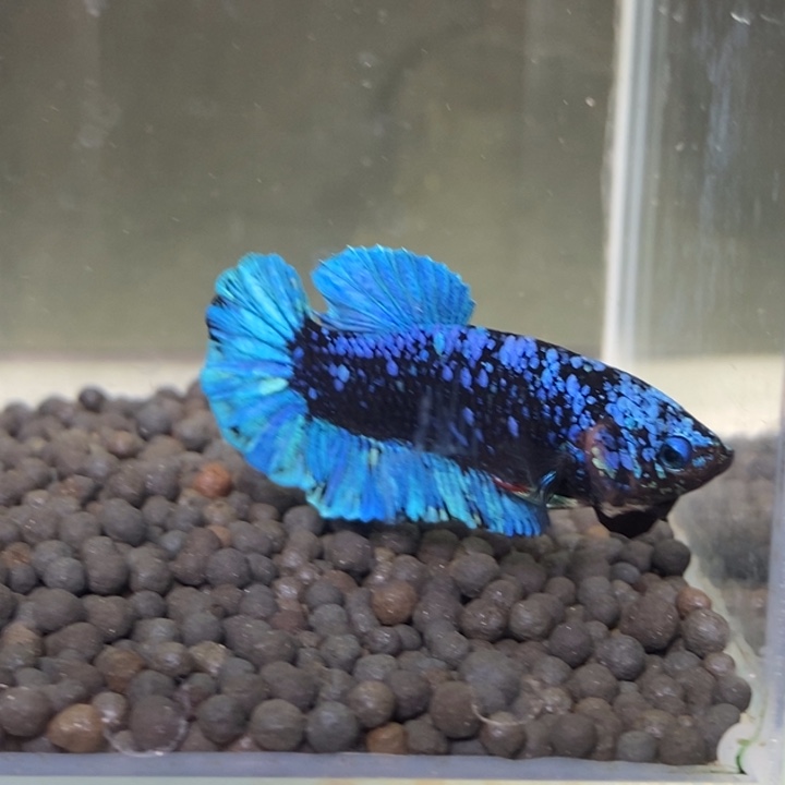 斗鱼泰国斗鱼428号