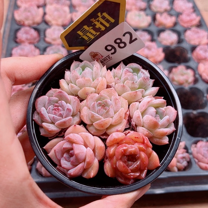 多肉植物多肉植物