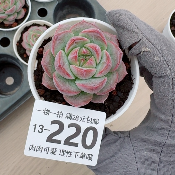 玄女多肉多肉多肉多肉多肉多肉