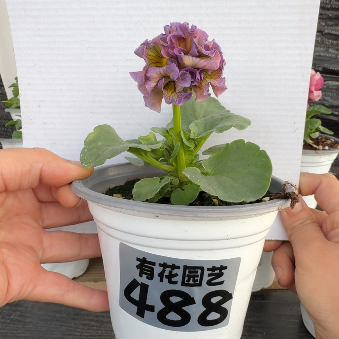 无花朵488号角堇