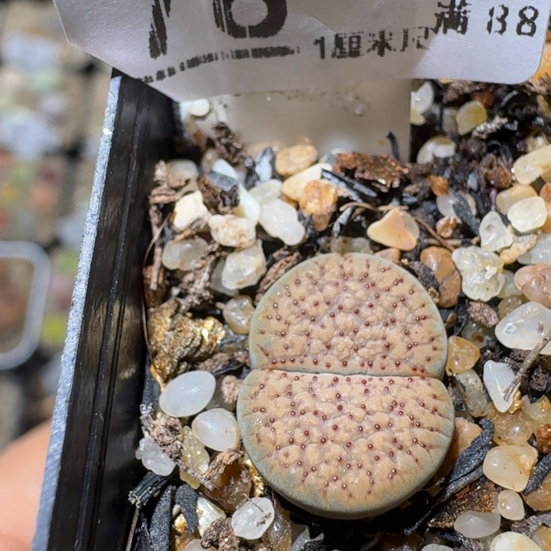 Sss清清清货了便宜78