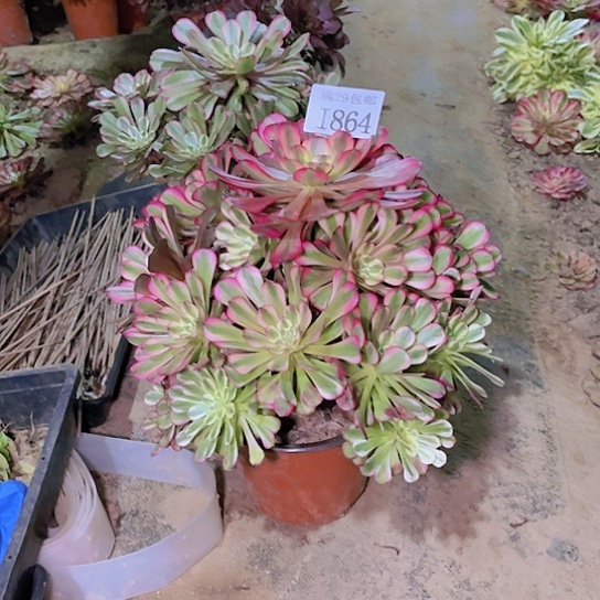 864红铜白多肉植物