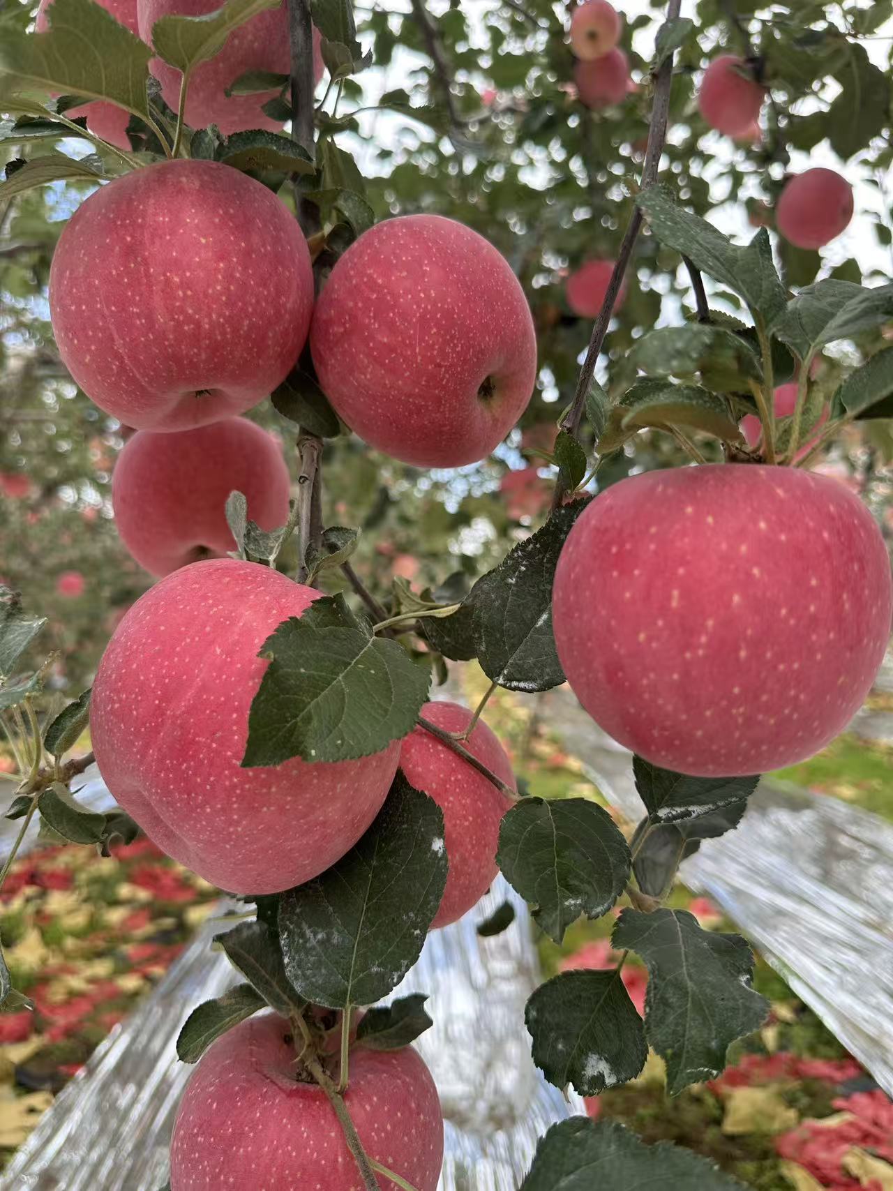 陕西洛川全红富士苹果新鲜脆甜多汁皮薄肉厚产地直发