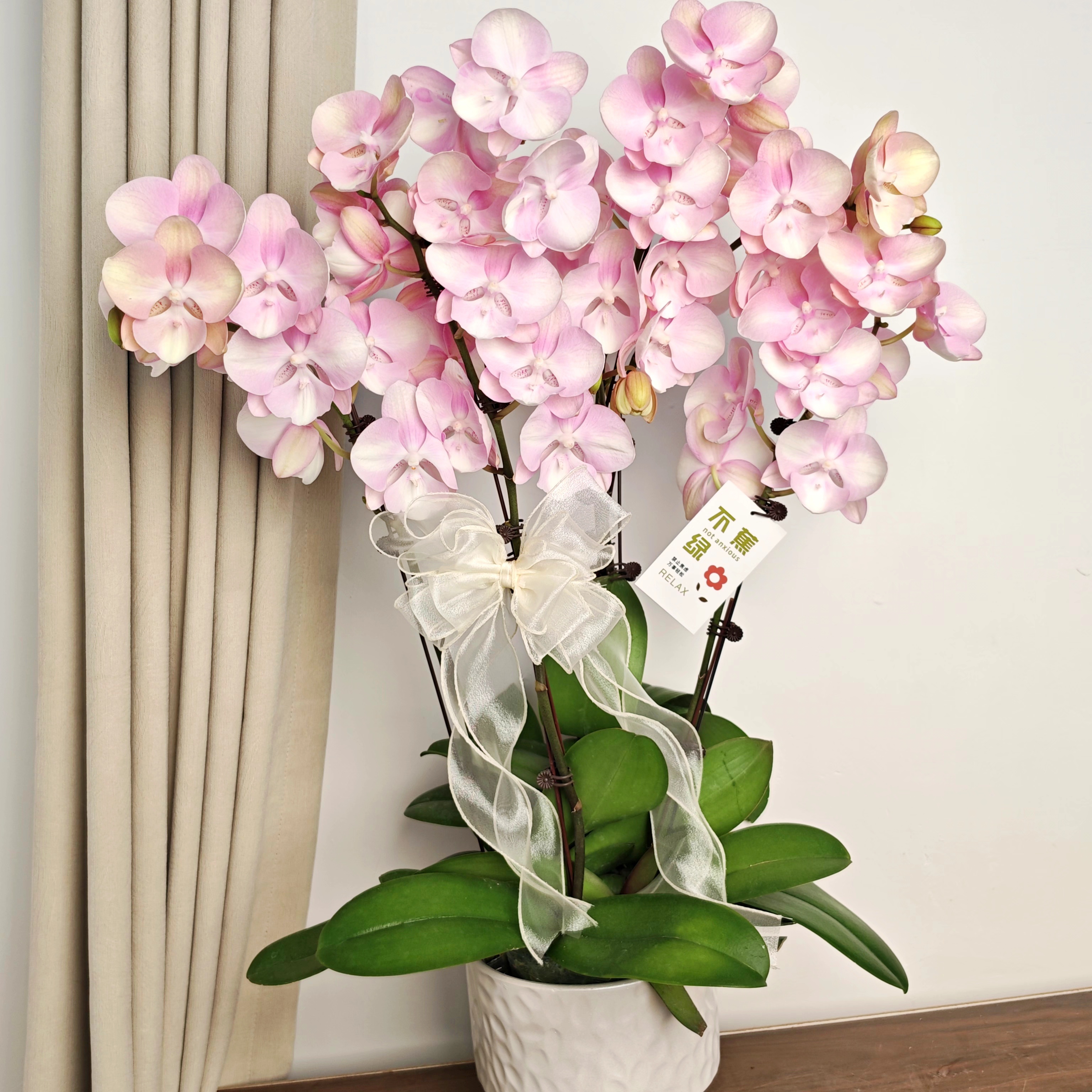 【威尼斯】蝴蝶兰稀有复古马克龙粉色渐变 室内盆栽花卉-完全开放