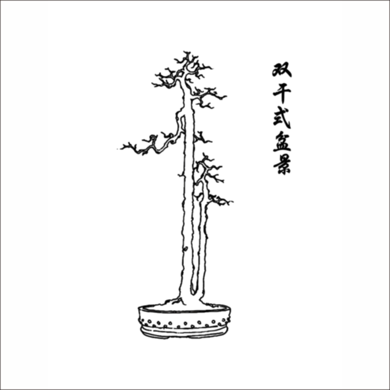 对节白蜡提根悬崖丛林矮霸庭院观赏绿植盆栽（直播专用）修剪发货