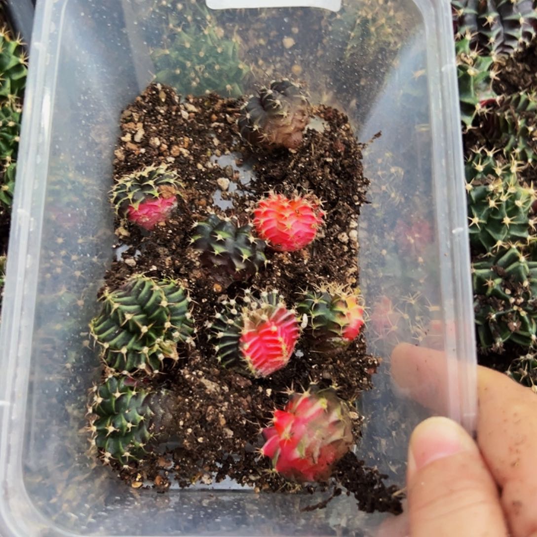 风***边当前无花栽培后可以开花336