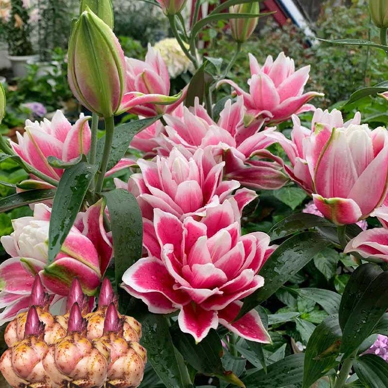 浓香型带芽大花朵香水百合花种球盆栽庭院阳台绿植四季开花耐寒