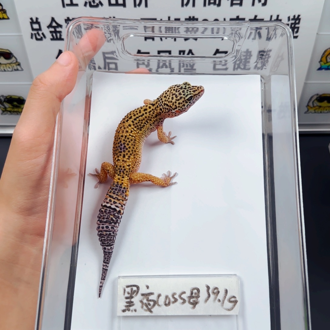 豹纹守宫豹纹守宫