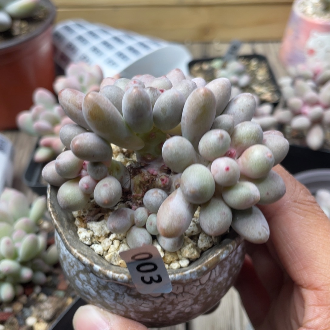 仙子奶酪多肉植物
